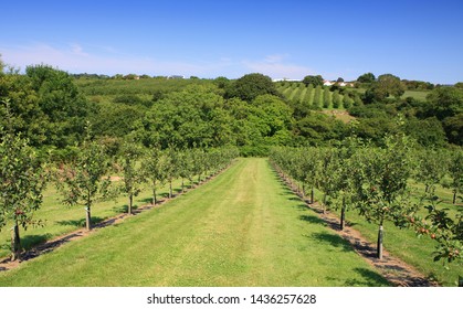 An Apple Orchard On A Glorious Sunny Summer's Day.