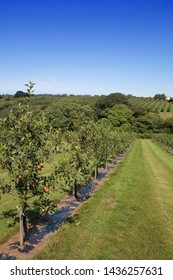 An Apple Orchard On A Glorious Sunny Summer's Day.