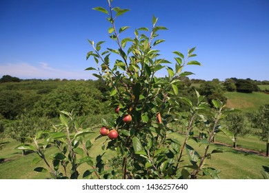 An Apple Orchard On A Glorious Sunny Summer's Day.