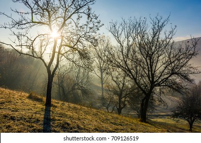 Apple Orchard On Hillside At Autumn Sunrise. Naked Trees On Frosted Grass Early In The Morning Near The Road. Lovely Rural Scenery In Foggy Weather