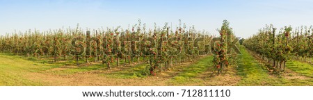 Apple Orchard panorama