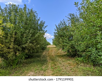 Apple Orchard Path In Summer