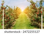 Apple orchard with red ripe apples on branches.Two rows of apple trees full of fruit seen under a blue sky nearly ready for picking.Apple orchard.Morning shot