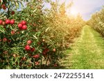 Apple orchard with red ripe apples on branches.Two rows of apple trees full of fruit seen under a blue sky nearly ready for picking.Apple orchard.Morning shot