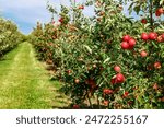 Apple orchard with red ripe apples on branches.Two rows of apple trees full of fruit seen under a blue sky nearly ready for picking.Apple orchard.Morning shot
