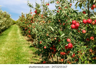 Apple orchard with red ripe apples on branches.Two rows of apple trees full of fruit seen under a blue sky nearly ready for picking.Apple orchard.Morning shot - Powered by Shutterstock