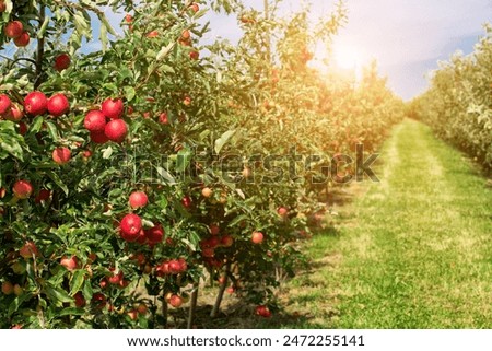 Similar – Foto Bild Äpfel auf den Gartenbäumen