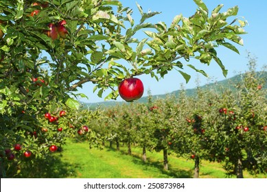 apple orchard, ripe fruits hanging on branch