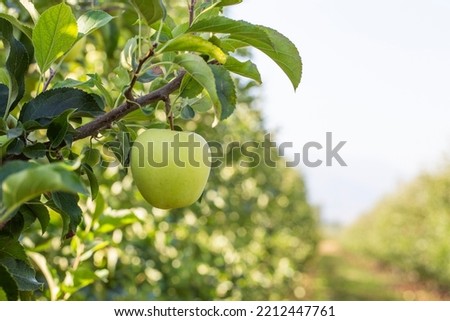Apple orchard with ripe fruits. Sunlight on the trees, Large apples are delicious and juicy, ready to eat
