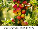 Apple orchard. Ripe red apples in garden. Red apples on a branch. Apple orchard for background. Apple tree.