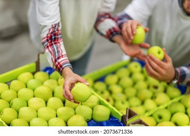 An apple orchard. Selection and sorting of fresh green apples in crates for packaging and transport on a modern production line. Female hands take apples and pass them to the man in the background - Shutterstock ID 2073671336