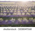 Apple orchard in spring, Marion County, Illinois.