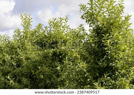 Apple orchard with an unripe harvest of green apples, apple orchard with a harvest of apple fruits in the summer