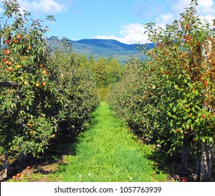 Apple Orchard In Washington State