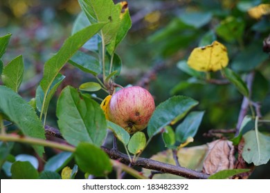 Apple Orchard, In Washington State