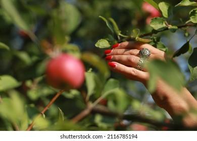 Apple Orchard Woman With Apples Decor Design