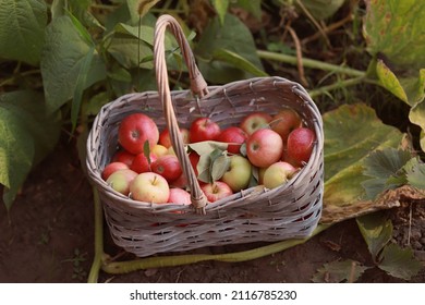 Apple Orchard Woman With Apples Decor Design