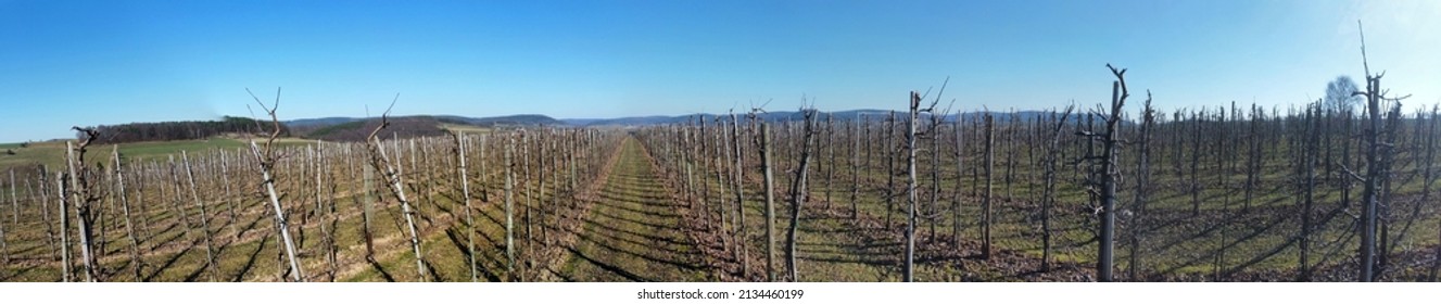 Apple Orchard A Wonderful Drone View