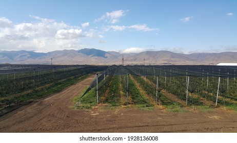 apple orchards and protective nets to protect fruit from birds and hail-Armenia.