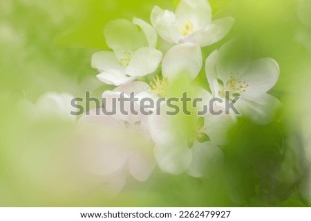 Similar – Image, Stock Photo Zero eight fifteen | typical spring picture