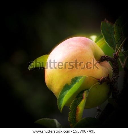 Similar – Apple, ripe on the tree