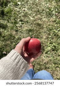 Apple picked from a tree