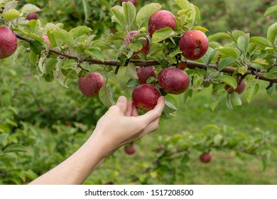 Apple Picking By Hand In Orchard