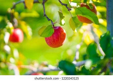 apple picking in hokkaido - Shutterstock ID 1220243125