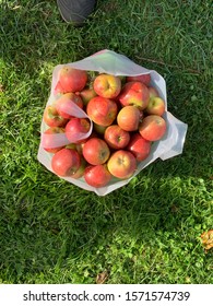 Apple Picking Hampton’s New York