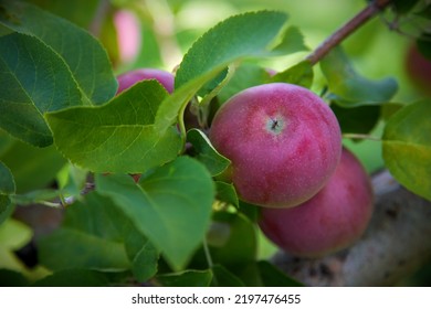 Apple Picking Orchard Tree Organic Fruits Cultivated Countryside