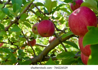 Apple Picking At Pickering Brook Apple Farm - Western Australia