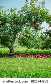 Apple picking season in autumn fall in Ontario Canada