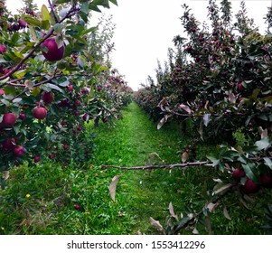 Apple Picking Trails In Upstate New York. 