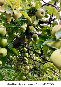 Apple Picking Trails In Upstate New York. 