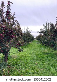 Apple Picking Trails In Upstate New York. 