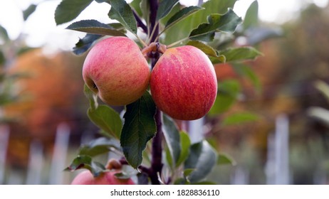 Apple Picking In Upstate New York