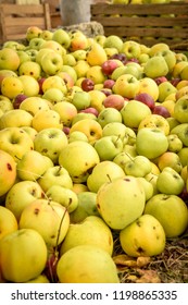 apple piles