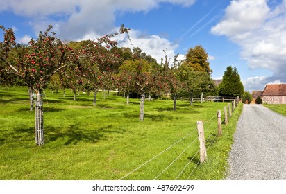 Apple Plantage, Calvados, Normandy, France