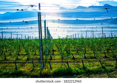 apple plantation covered by anti-hail net on a tare summer day at Lake Caldaro in Bolzano Italy