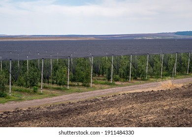 Apple plantation fruit production. Flat net anti-hail covering sustem.