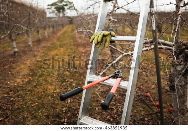 Apple pruning. Pruning apple\
trees New Zealand. Winter pruning. Cutting branches on apple\
trees.