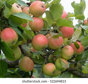 Apple 'Red Miller's Seedling' In An Orchard At Rosemoor In Rural Devon, England, UK