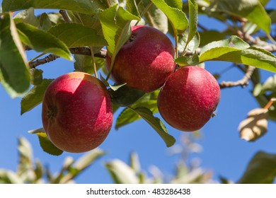 Apple Red Rome On Tree 