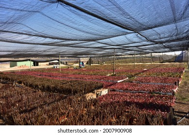 Apple rootstocks and scions being grown under nets to establish new apple saplings in springtime - Shutterstock ID 2007900908