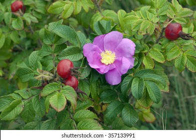 Apple Rose, Rosa Rugosa