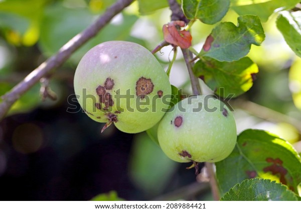 Apple scab is a common disease of plants in the rose\
family (Rosaceae) that is caused by the ascomycete fungus Venturia\
inaequalis. The reduction of fruit quality and yield can reach up\
to 70%.