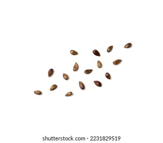 Apple Seed Isolated, Apples Seeds Group on White Background Top View