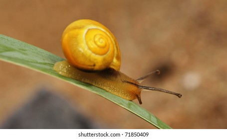 Apple Snail