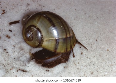 Apple Snail (Ampullariidae)