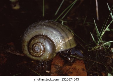 Apple Snail (Ampullariidae)